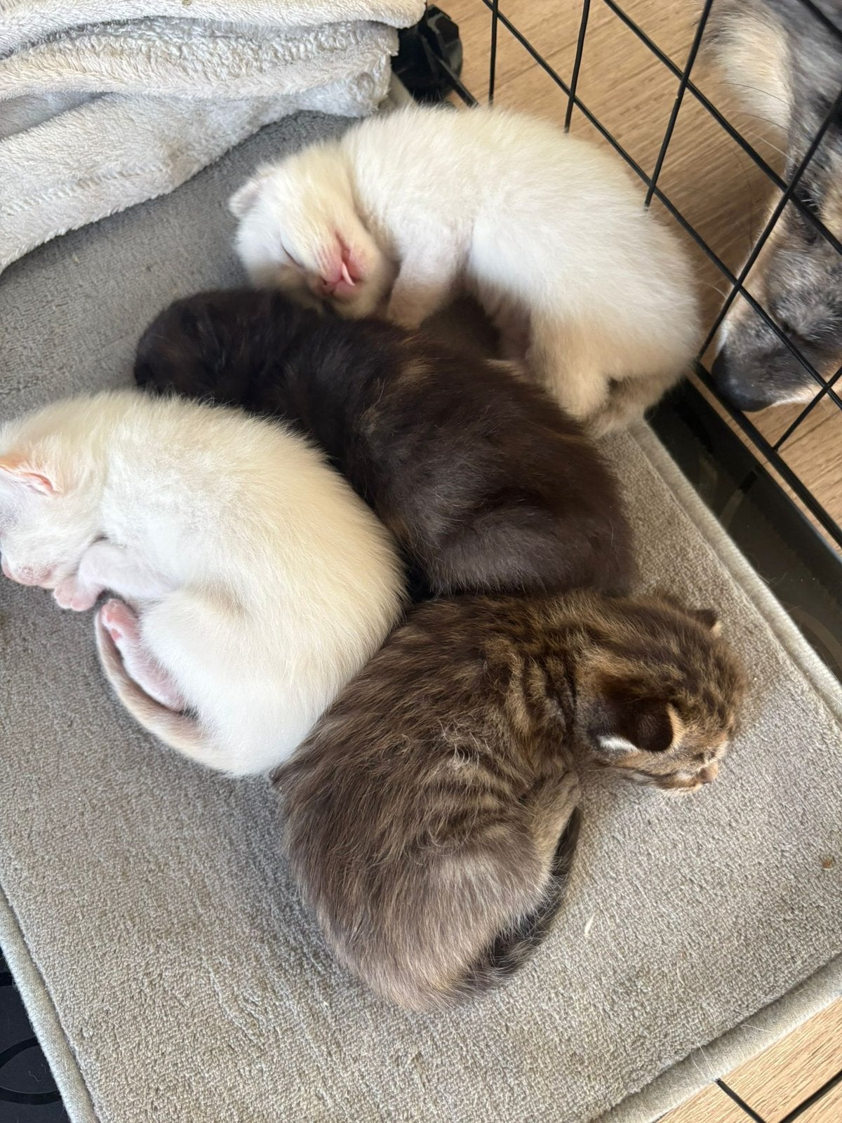 Lieve siamese x britse kittens zoeken een warm thuis, Meerdere dieren, Gechipt, 0 tot 2 jaar