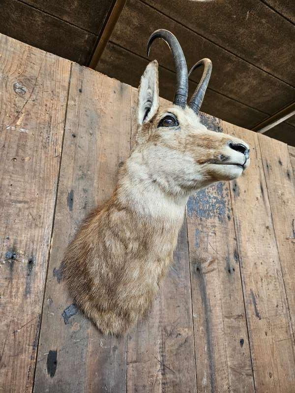 opgezette gemsbok ``WOONWINKEL RUSTIEK``, Ophalen of Verzenden, Gebruikt, Wild dier, Opgezet dier