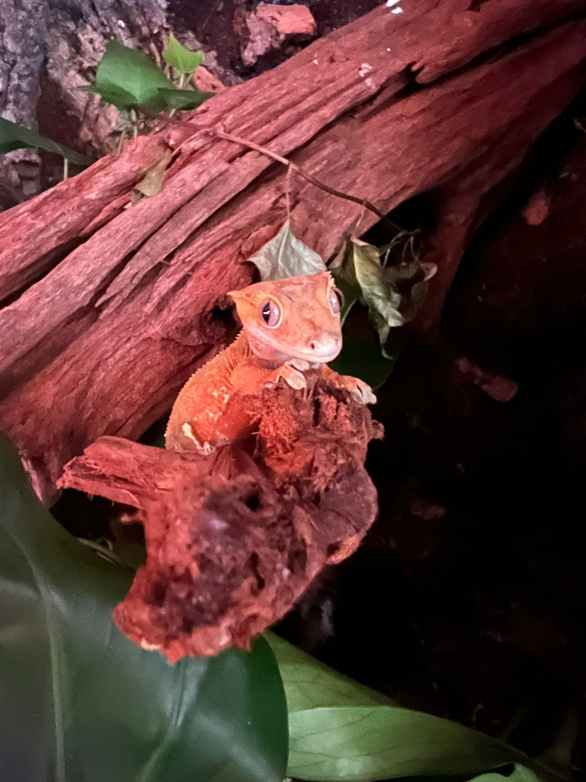Wimpergekko - Correlophus ciliatus Crested Gecko photo 5