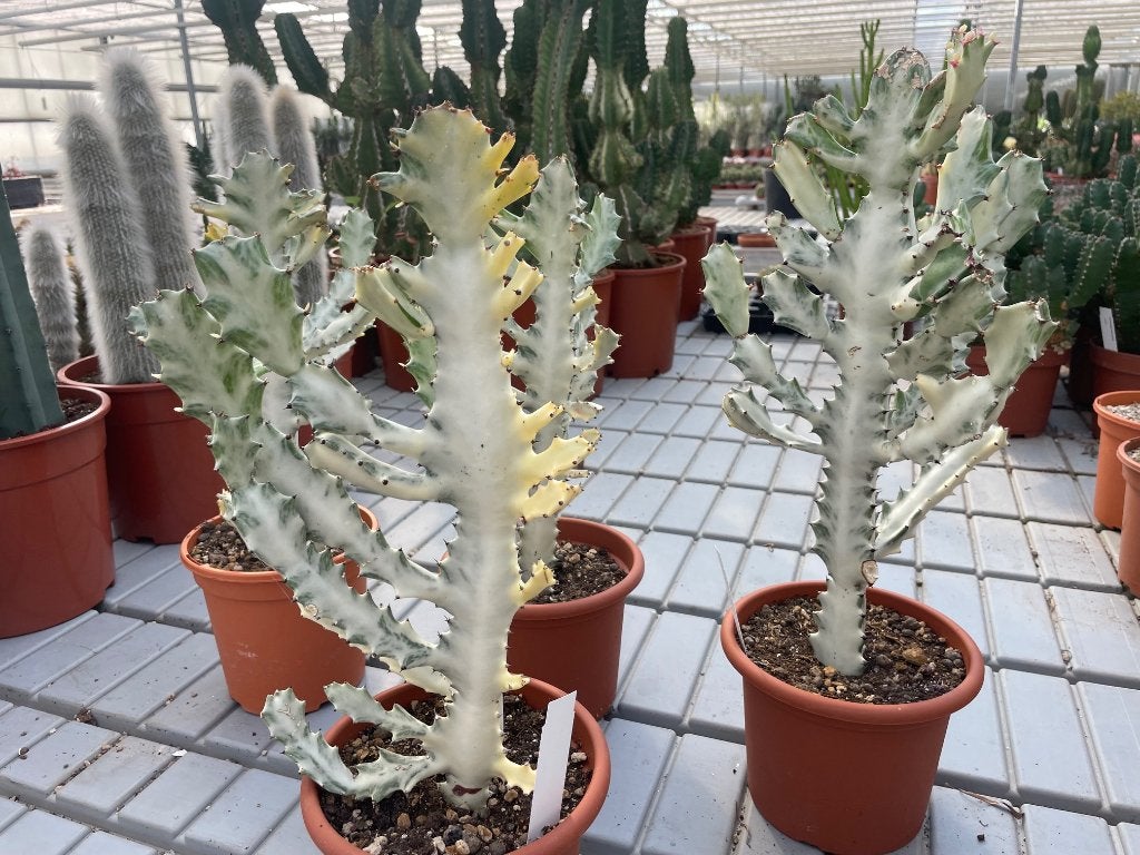 Cactus Euphorbia Lactea White Ghost potmaat 15cm, Minder dan 100 cm, Groene kamerplant, Halfschaduw, Ophalen of Verzenden