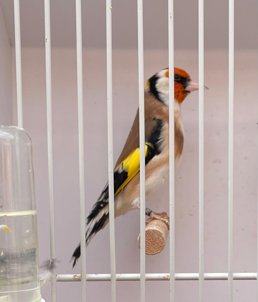 Majoor putterman ‘25, Dieren en Toebehoren, Vogels | Overige Vogels, Mannelijk, Wildzangvogel, Geringd