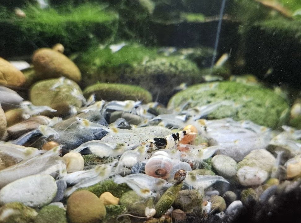 Pearl White neocaridina garnalen, Kreeft, Krab of Garnaal, Zoetwatervis