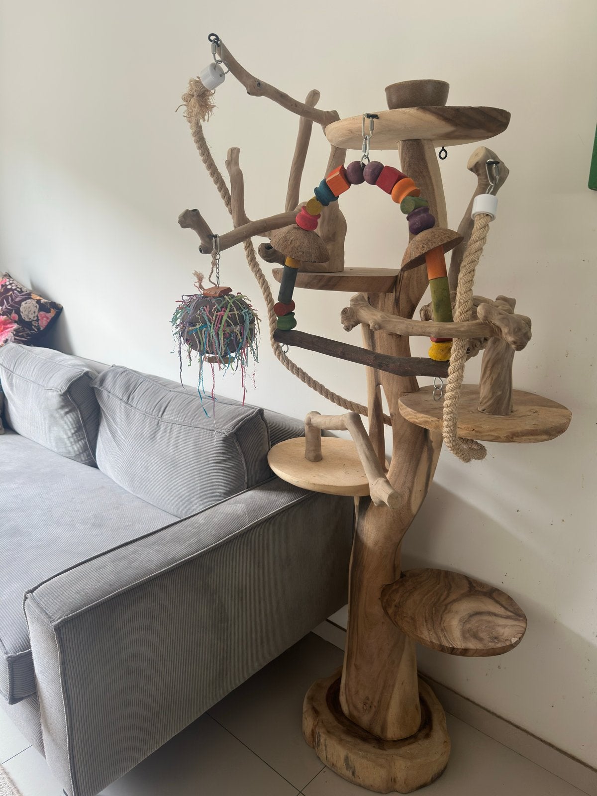 Luxe Javaboom papegaai, Ophalen