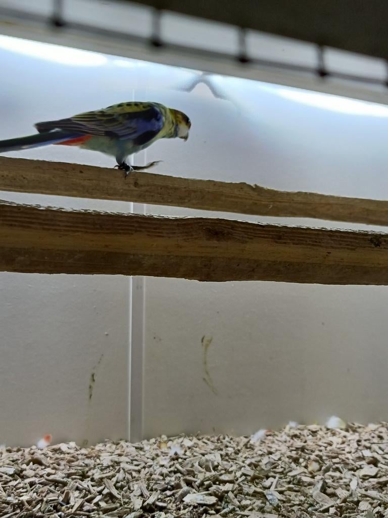 Rosella's, Meerdere dieren, Parkiet