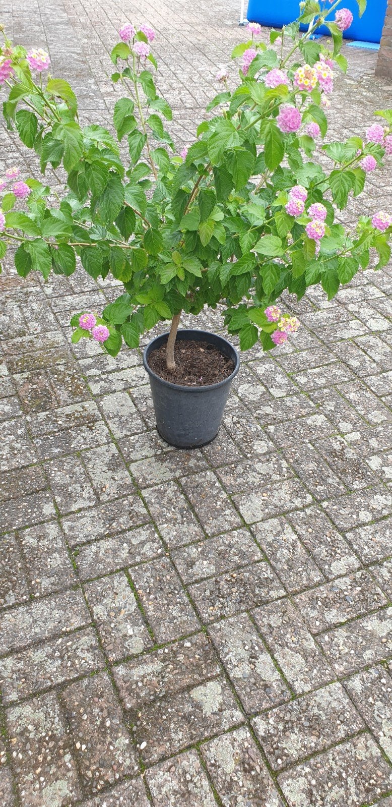 grote Wisselbloem op stam. 120 cm hoog, Ophalen, Struik, 100 tot 250 cm