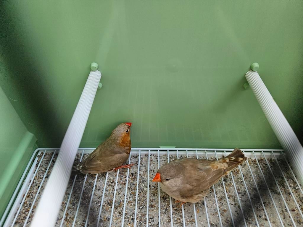 Zebravinken oranjeborst bruin - geringd - reservekoppel, Dieren en Toebehoren, Vogels | Overige Vogels, Meerdere dieren, Tropenvogel