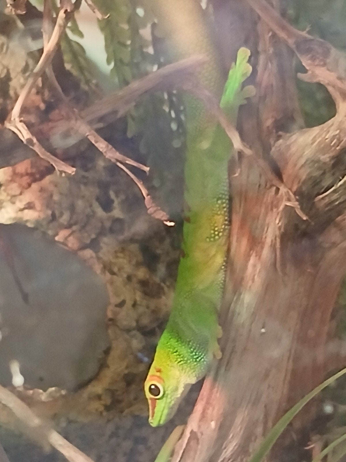 2 reuzendaggekko, Dieren en Toebehoren, Reptielen en Amfibieën, Hagedis, 0 tot 2 jaar