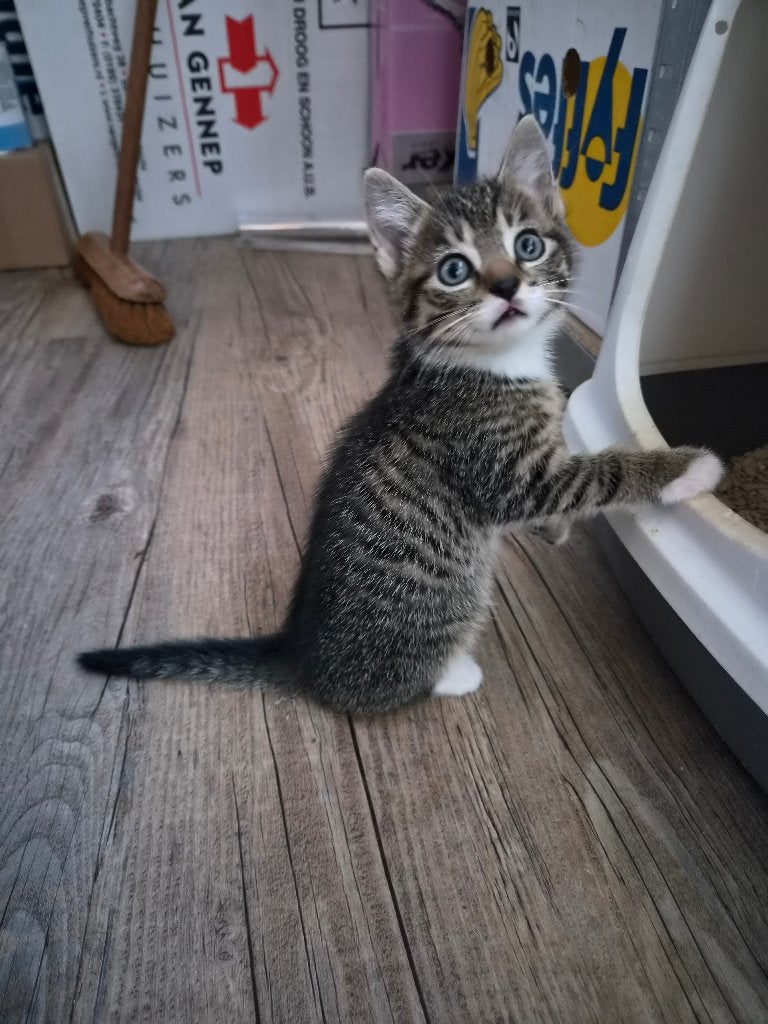 Kitten katertje grijs, Kater, Kortharig, 0 tot 2 jaar