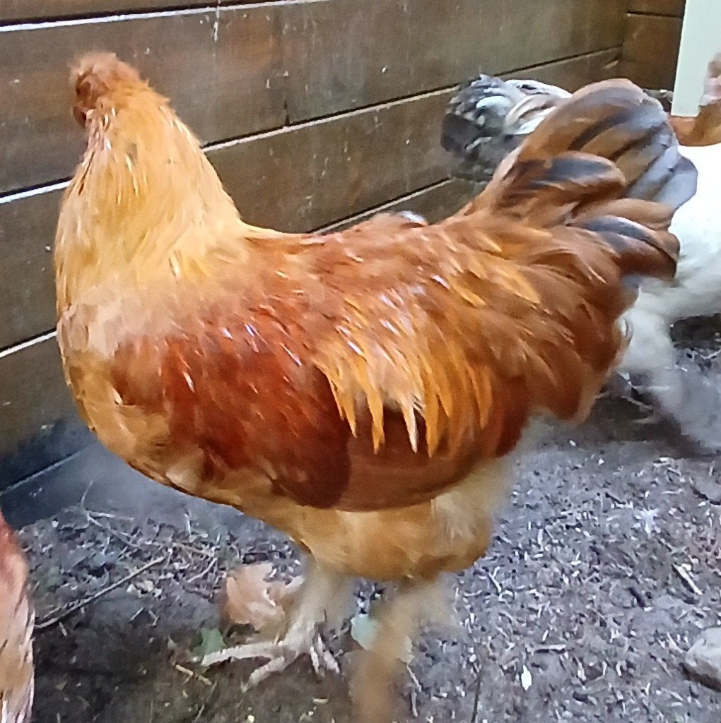Haan 4 maand oud, mix kuifhoen X new Hampshire, Mannelijk, Kip
