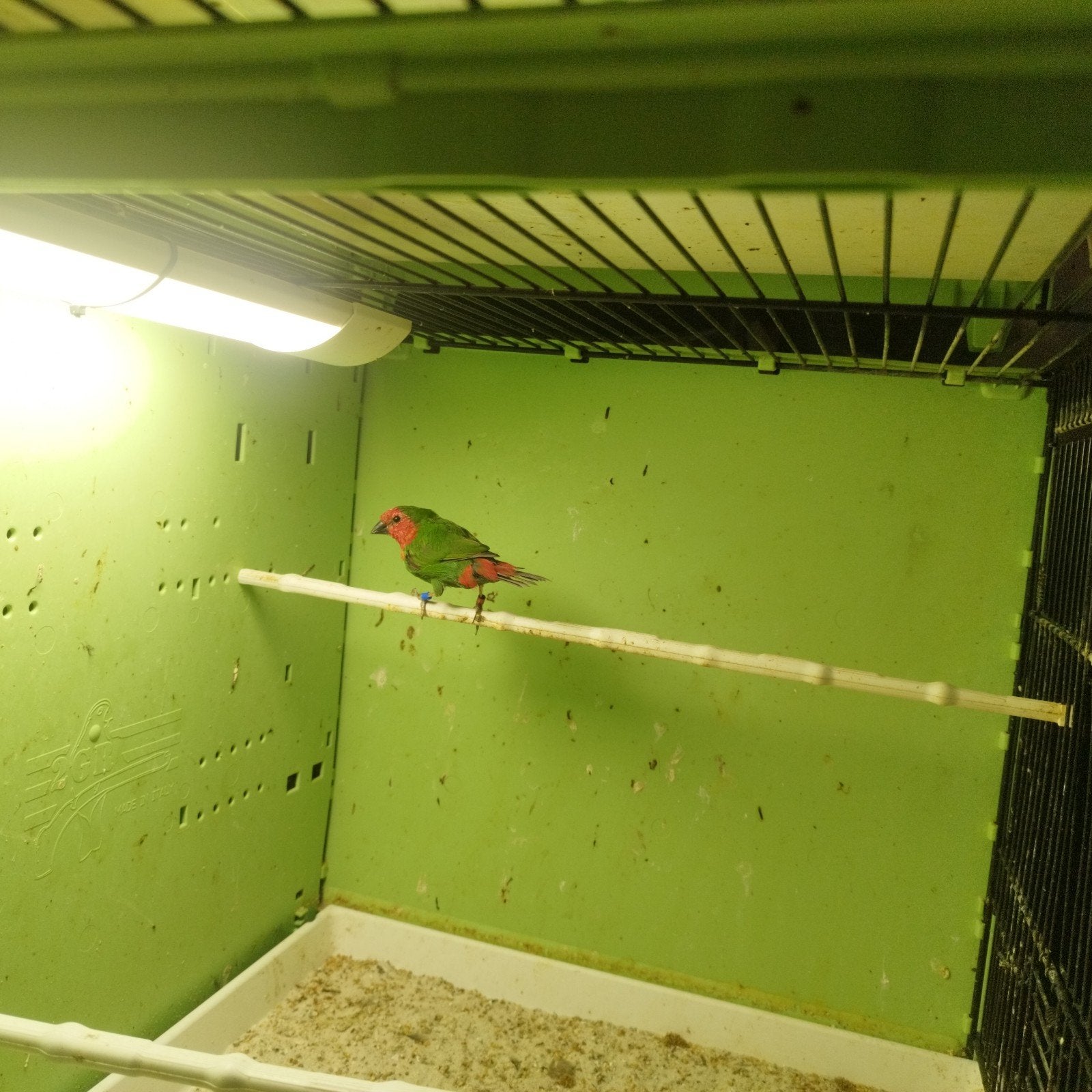 Roodkoppapegaaiamadines, man en vrouw, Meerdere dieren