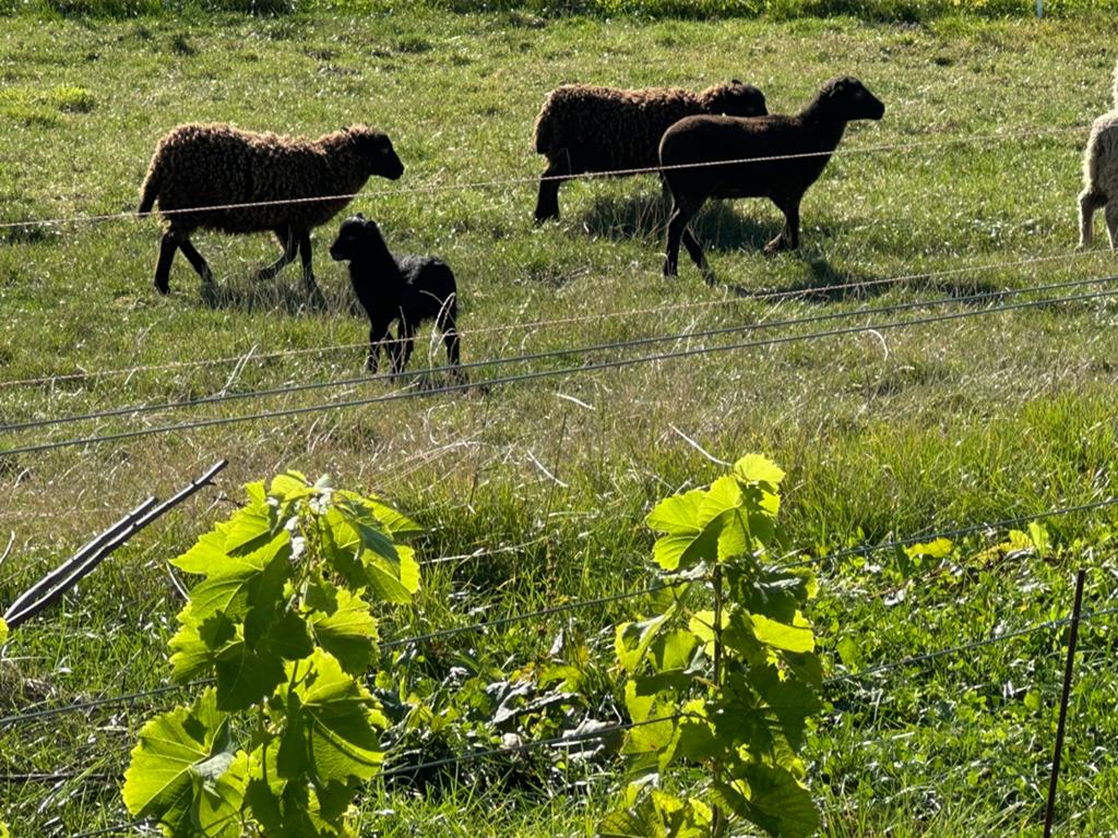 Ouessantschaap te koop, Dieren en Toebehoren, Schapen, Geiten en Varkens, Vrouwelijk, Schaap