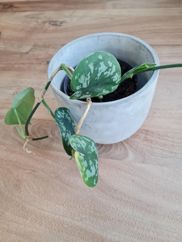 Scindapsus pictus plant, kamerplant, Ophalen of Verzenden, Halfschaduw, Minder dan 100 cm