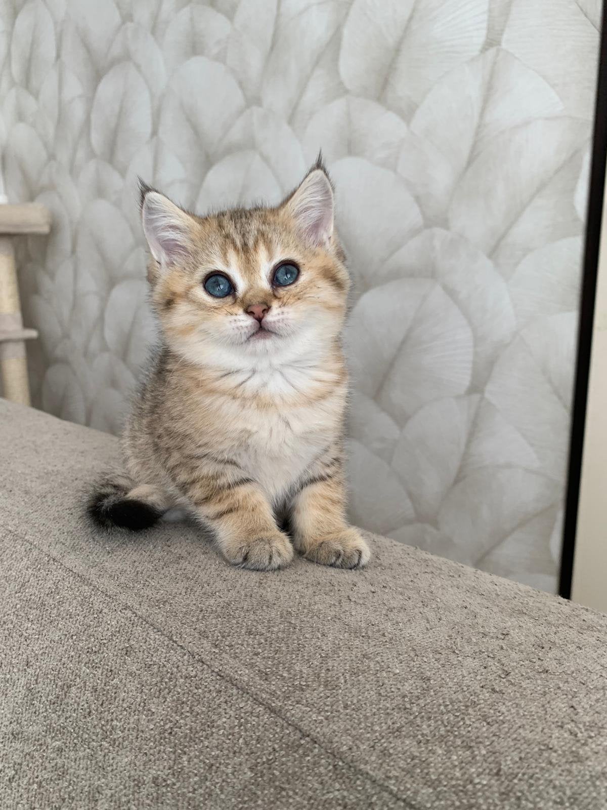 direct ophalen Britse korthaar kittens black golden poesje, Meerdere dieren, Ontwormd, 0 tot 2 jaar