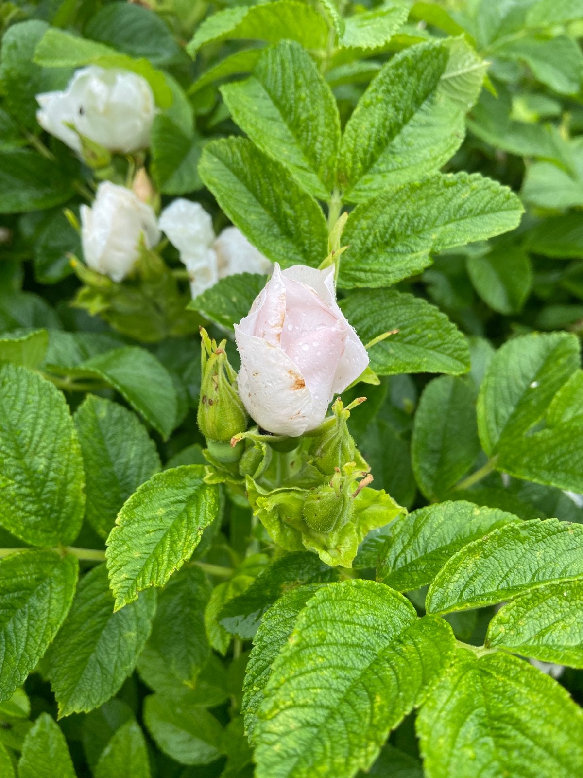 Rozenbottels wit licht roze, Overige soorten, Volle zon, Vaste plant, Ophalen of Verzenden