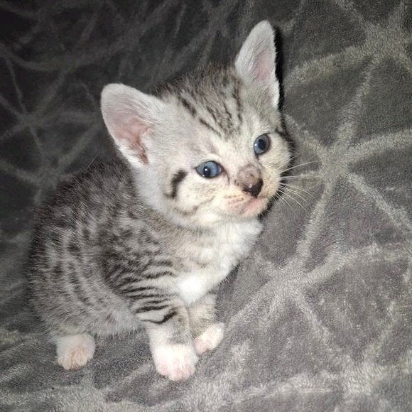 huiselijke kittens snow bengaal x Britse korthaar, Dieren en Toebehoren, Meerdere dieren, Kortharig
