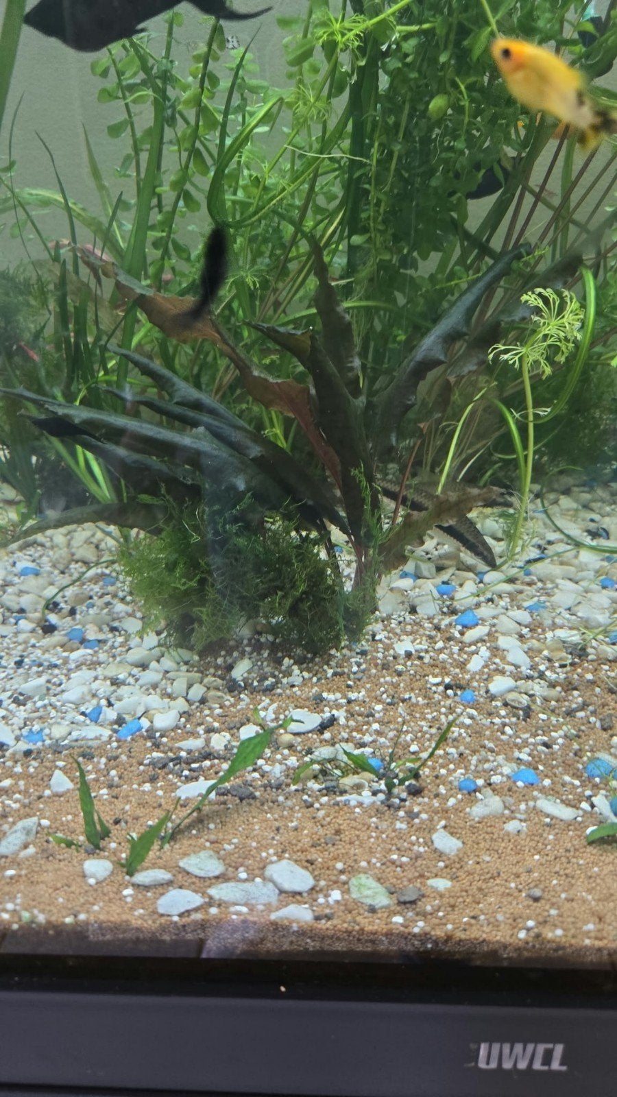 aquarium planten, Dieren en Toebehoren, Ophalen, Zo goed als nieuw, Plant(en), Steen of Hout