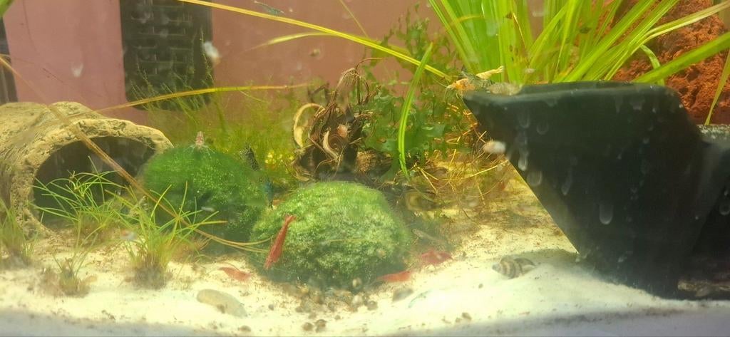 Gratis garnalen, Dieren en Toebehoren, Kreeft, Krab of Garnaal