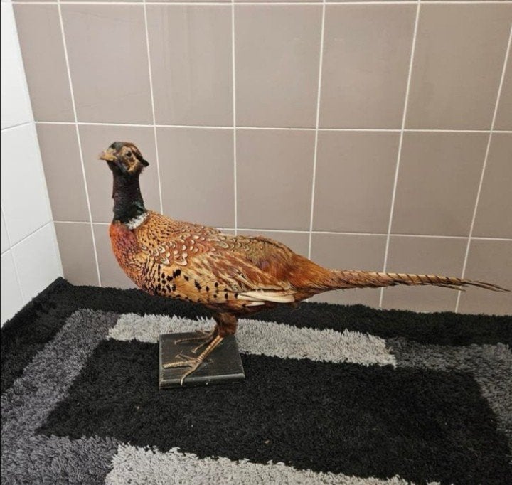 opgezette fazant opgezet taxidermie taxidermy geprepareerd, Ophalen of Verzenden, Gebruikt, Vogel, Opgezet dier
