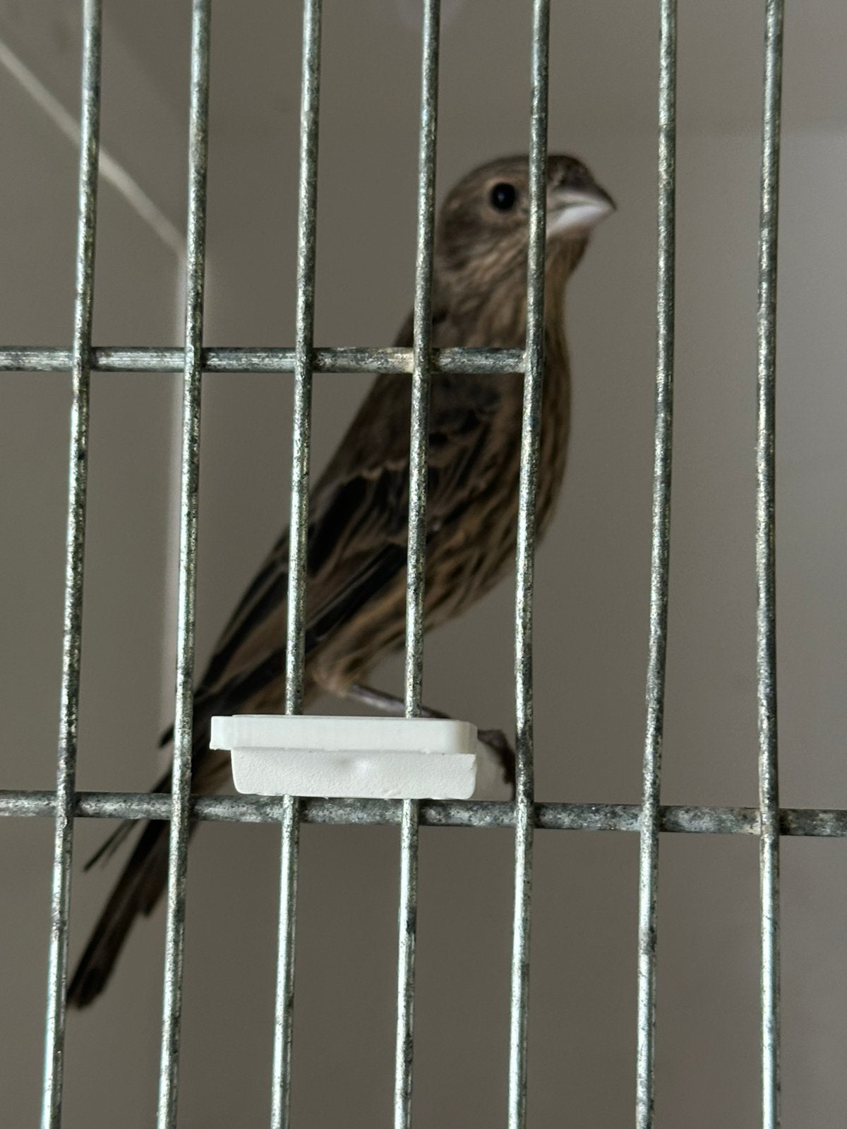 Jonge mexicaanse roodmussen, Meerdere dieren, Zangkanarie
