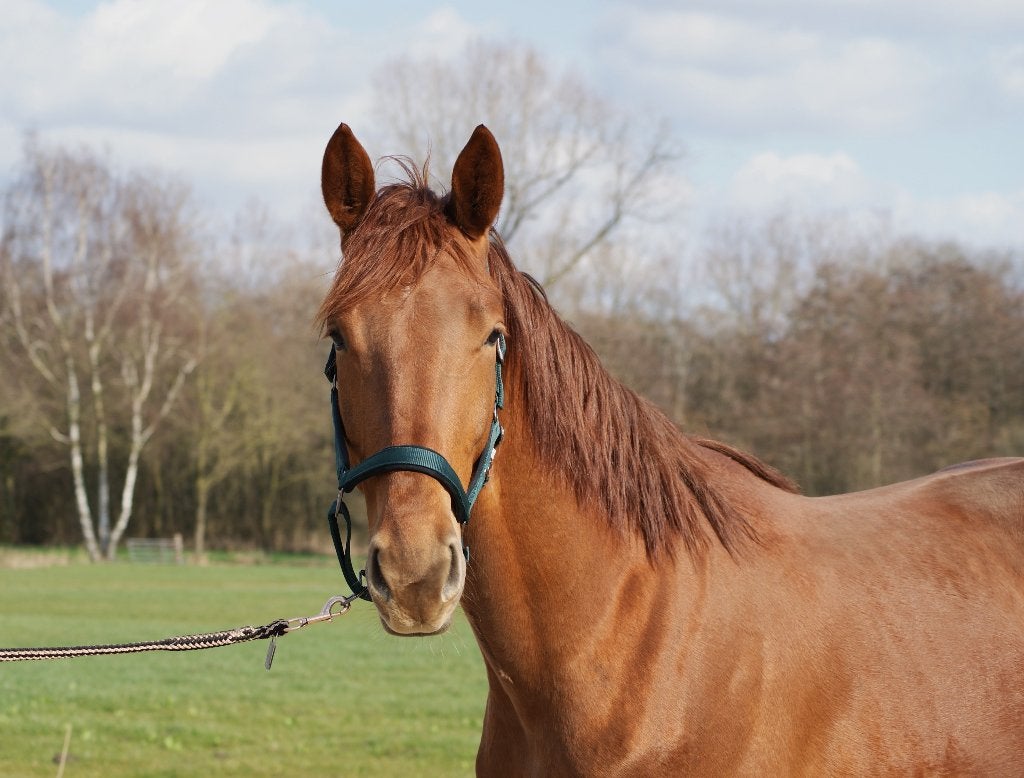 3 jarige ruin v. Bon Bravour, Met stamboom, Ruin, Dressuurpaard, Zadelmak