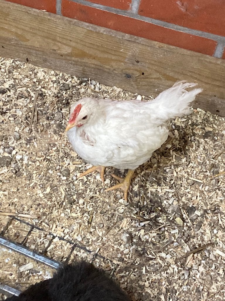 Kip, Dieren en Toebehoren, Meerdere dieren, Kip