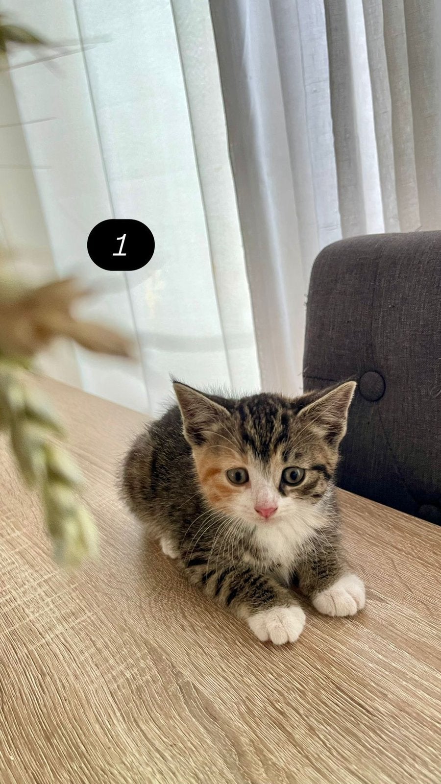 Lieve kittens zoeken een nieuw huis, Dieren en Toebehoren, Katten en Kittens | Overige Katten, Meerdere dieren