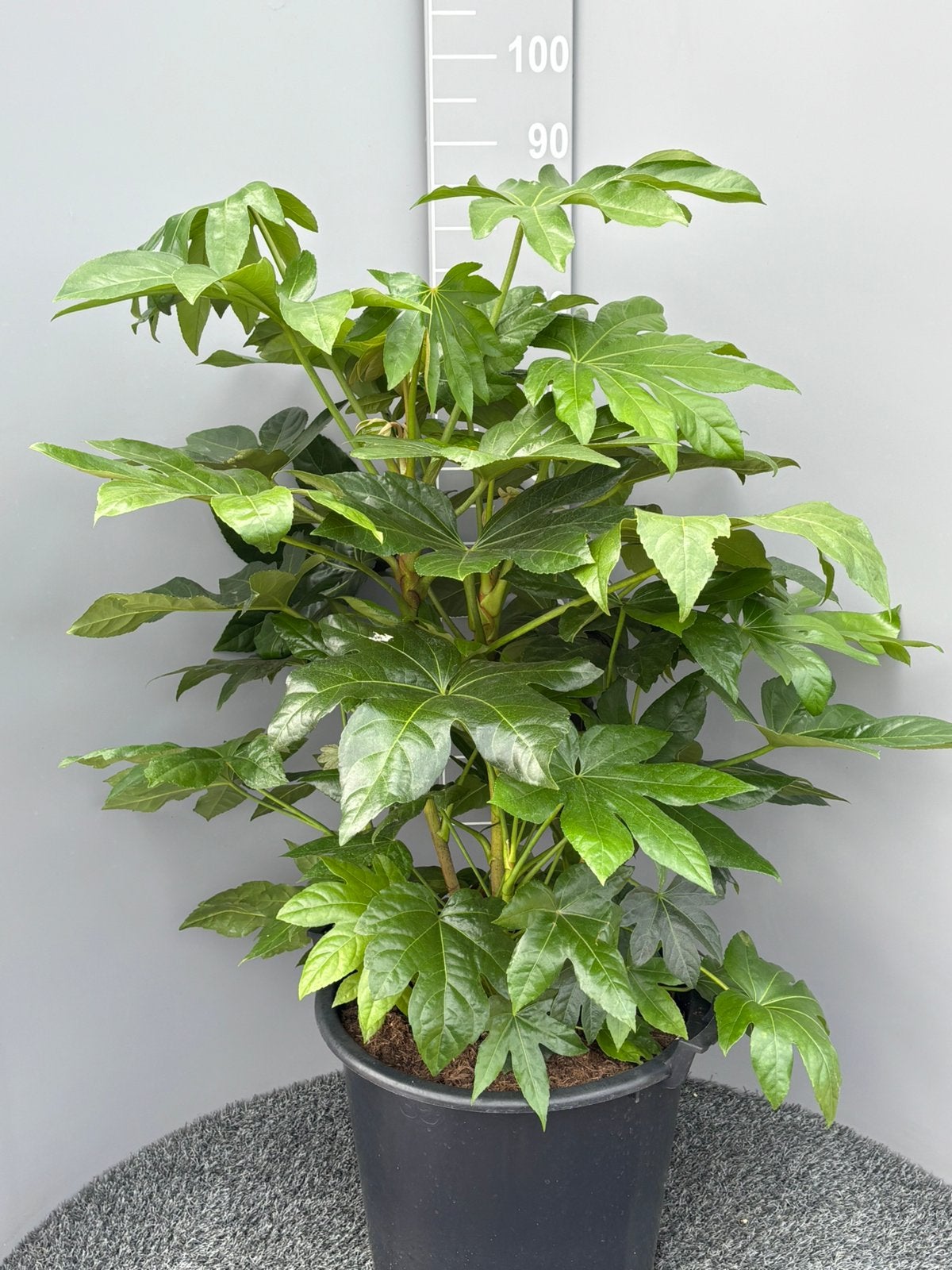 Fatsia japonica vingerplant, Ophalen, Herfst, Halfschaduw, Overige soorten