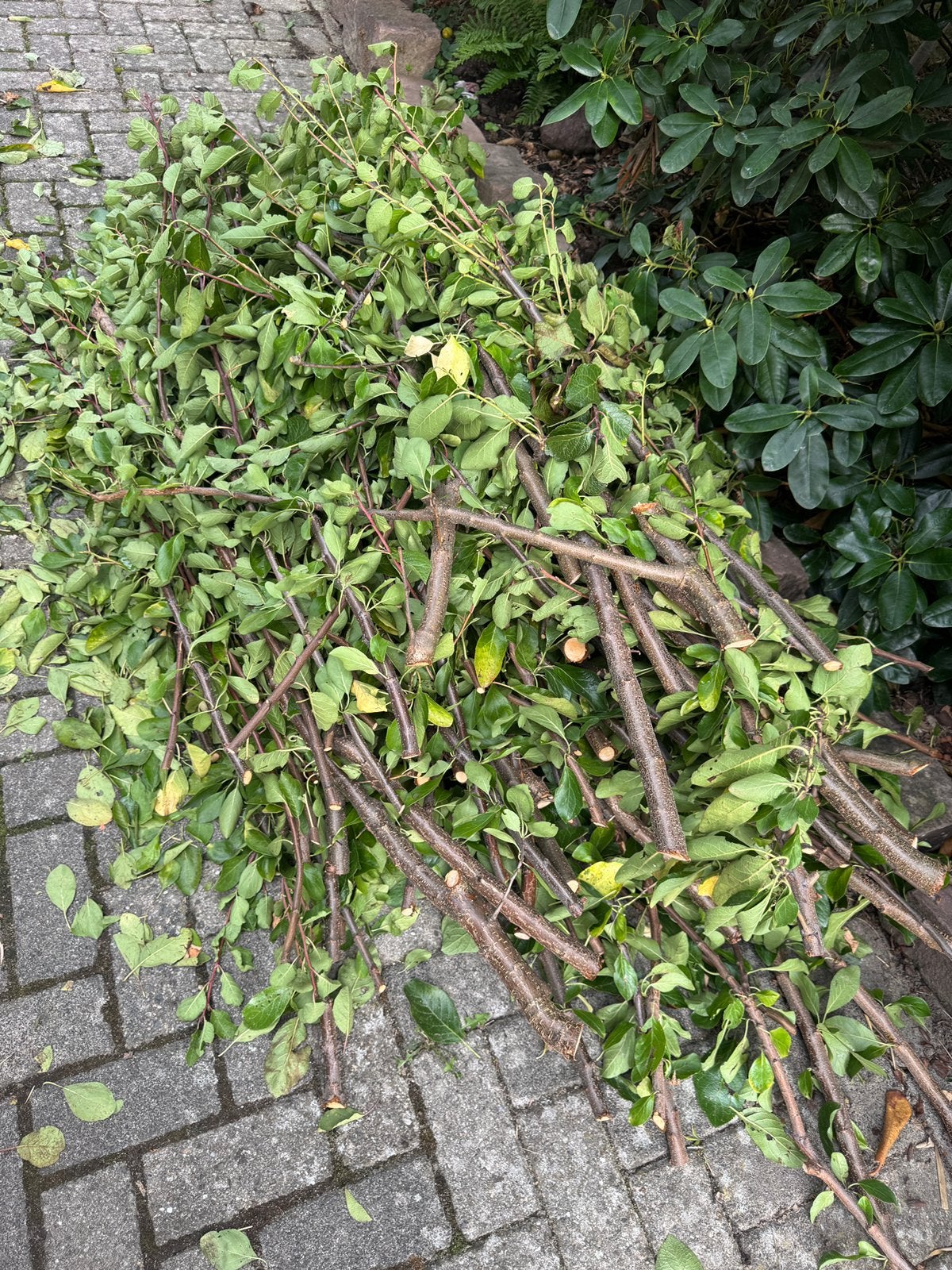 GRATIS takken pruimenboom, Ophalen, Overige soorten, Volle zon