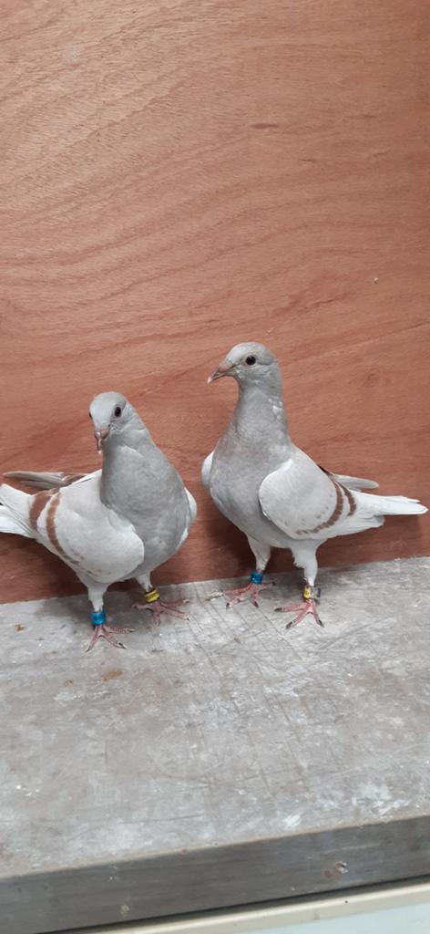 Duiven Albert Marcelis, Meerdere dieren, Postduif