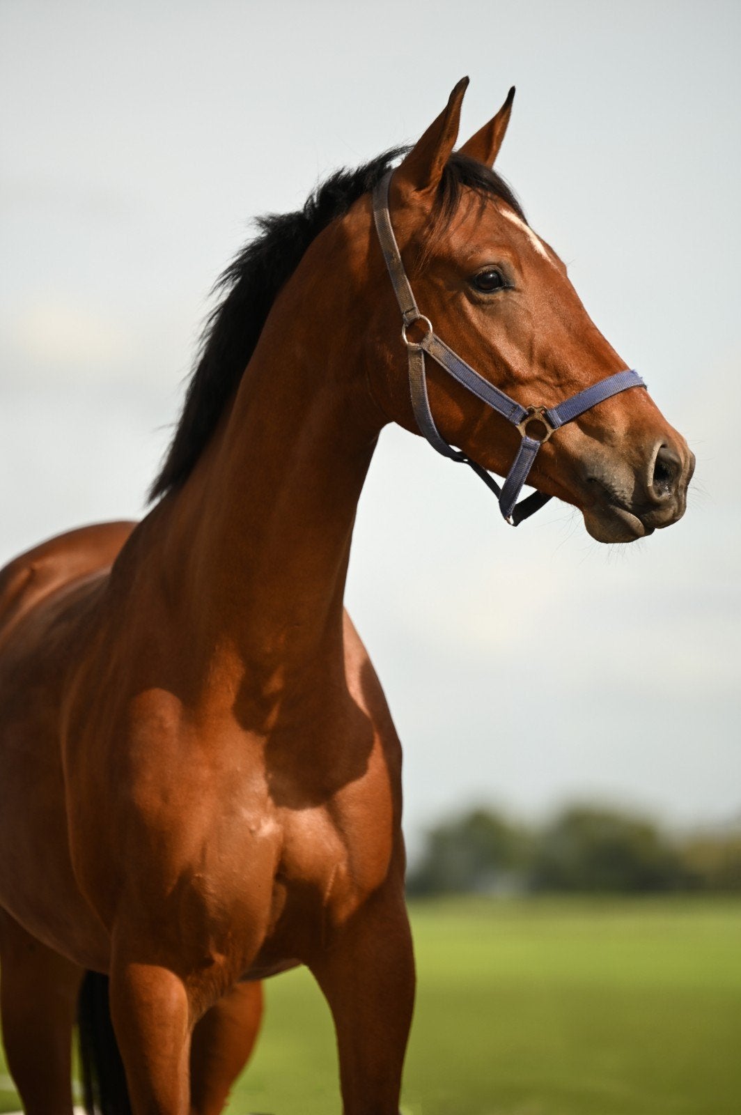 Springpaard, Eventing, Springpaard, Met stamboom, Ruin, 3 tot 6 jaar