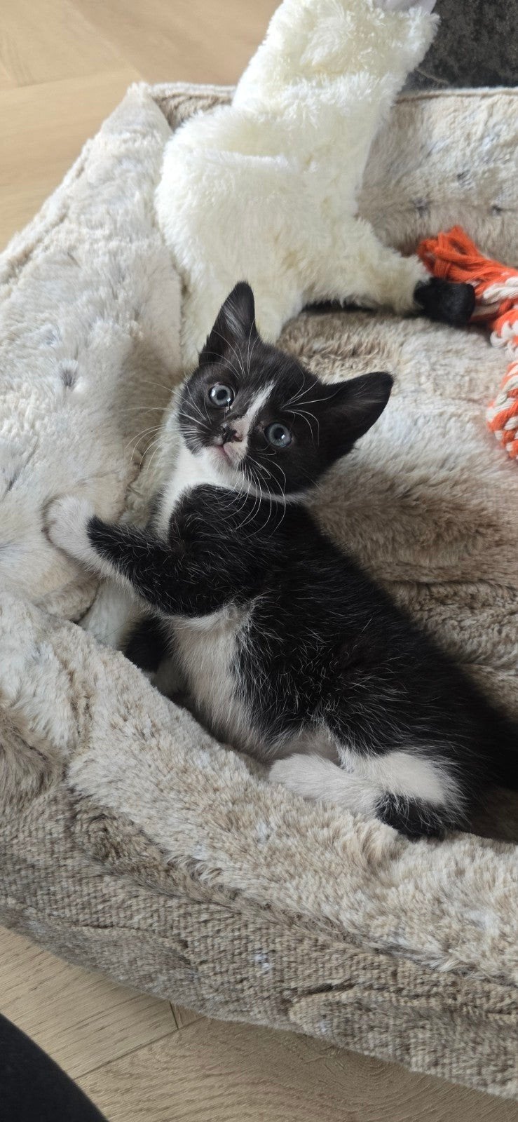 Nog 1 meisje, Dieren en Toebehoren, Poes
