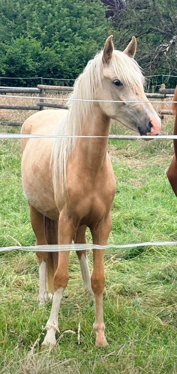 New forest ponys, Dieren en Toebehoren, Pony's, Merrie, 0 tot 2 jaar