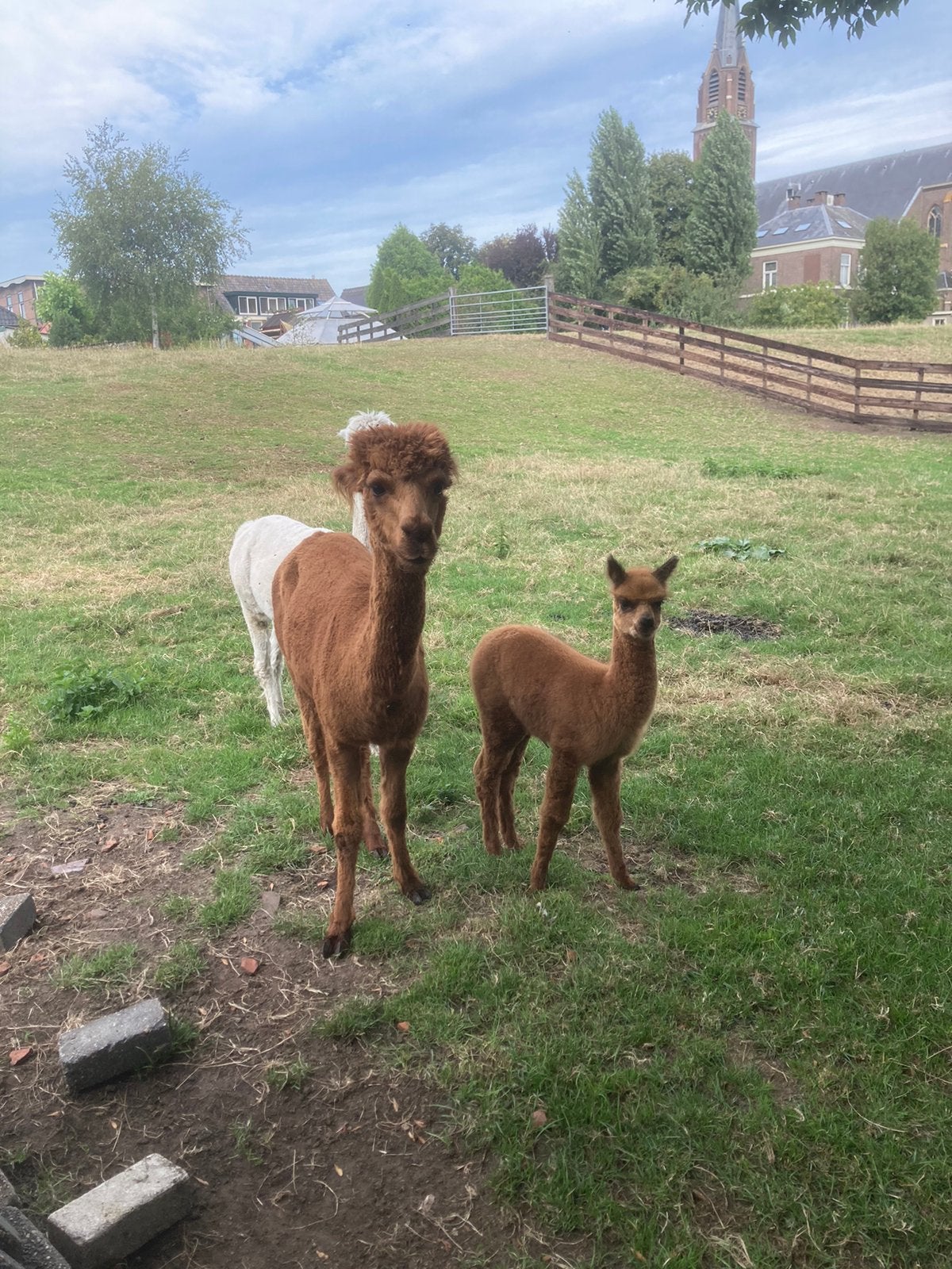 Alpaca merrie met hengst veulen, Dieren en Toebehoren, Overige Dieren, Juli, Meerdere dieren