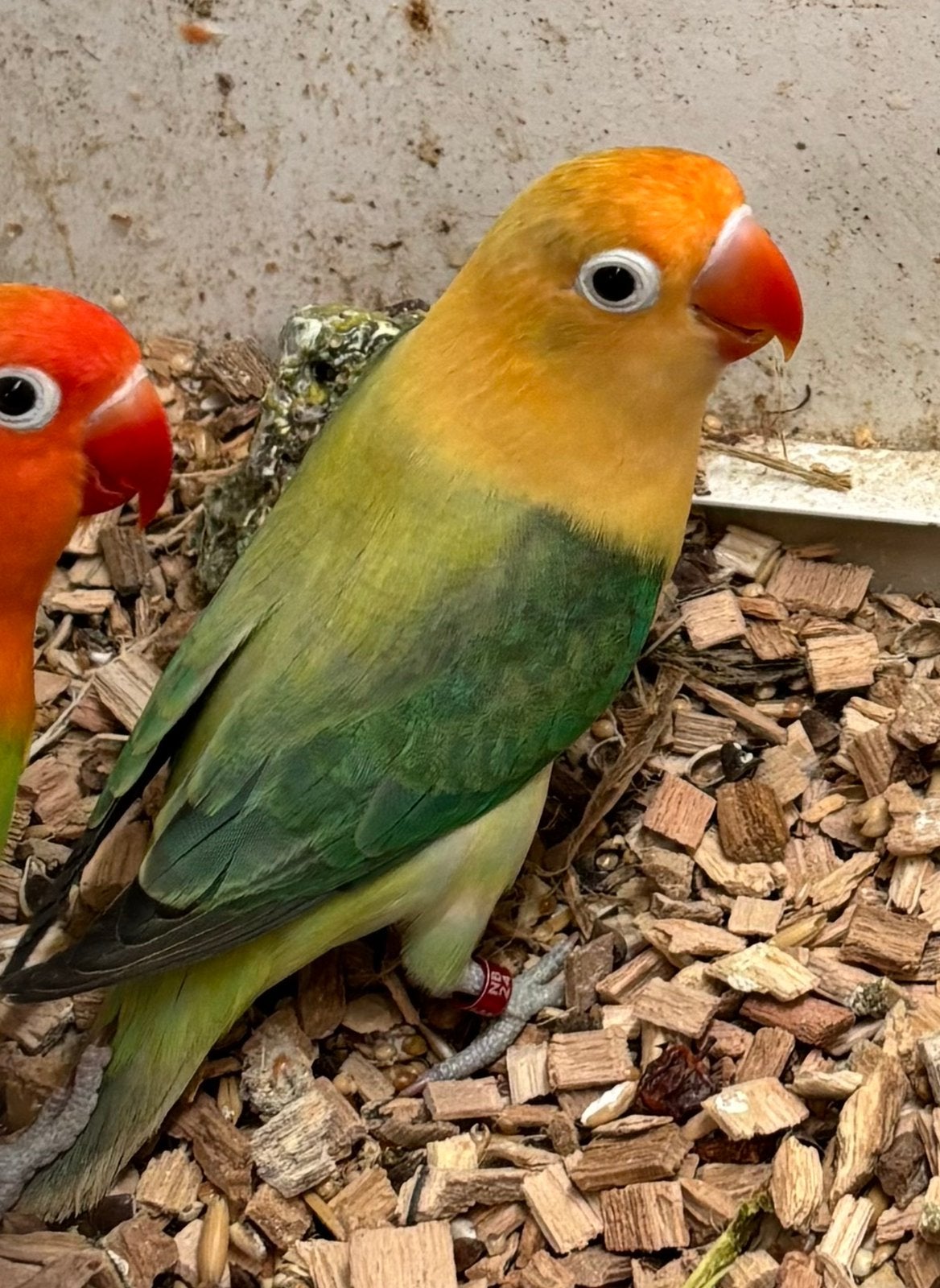 Agapornis fischeri Kweek pop : Turquoise opaline euwing, Dieren en Toebehoren, Vogels | Parkieten en Papegaaien, Vrouwelijk, Dwergpapegaai of Agapornis