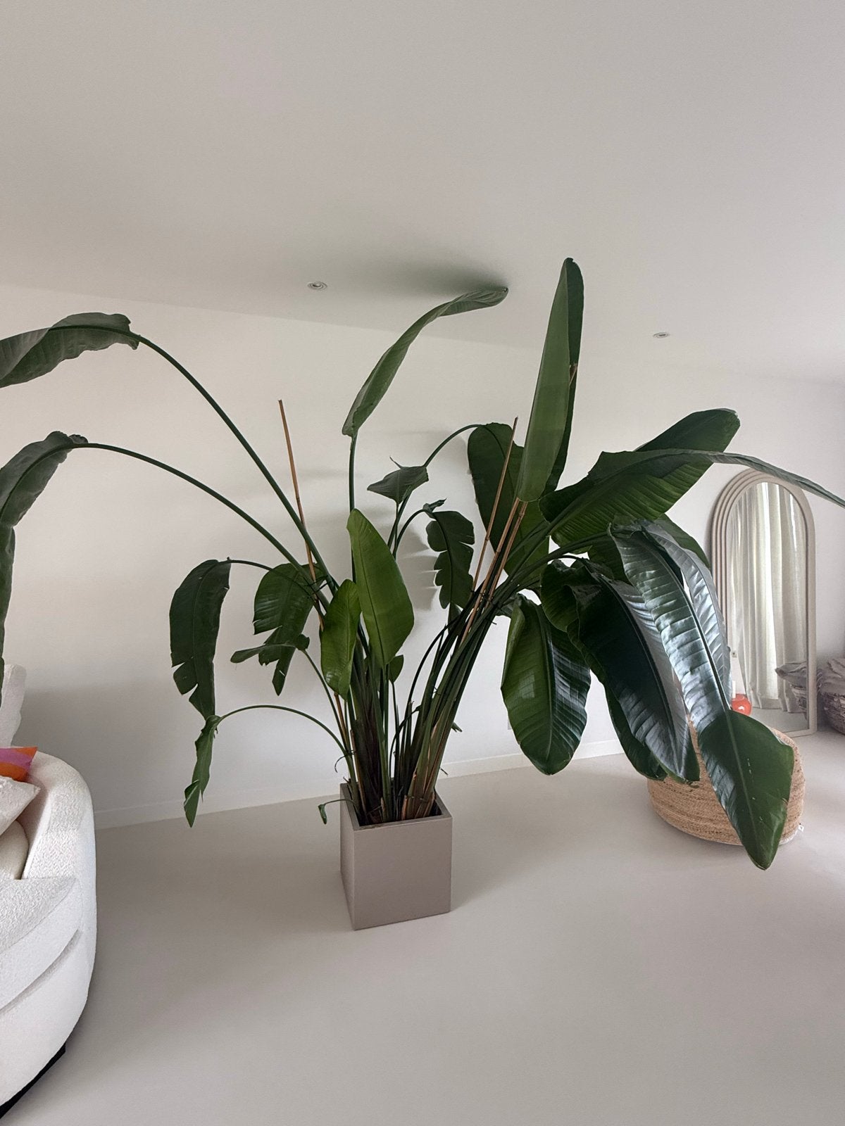 Grote Strelitzia Nicolai, Ophalen, 200 cm of meer, Overige soorten, Halfschaduw