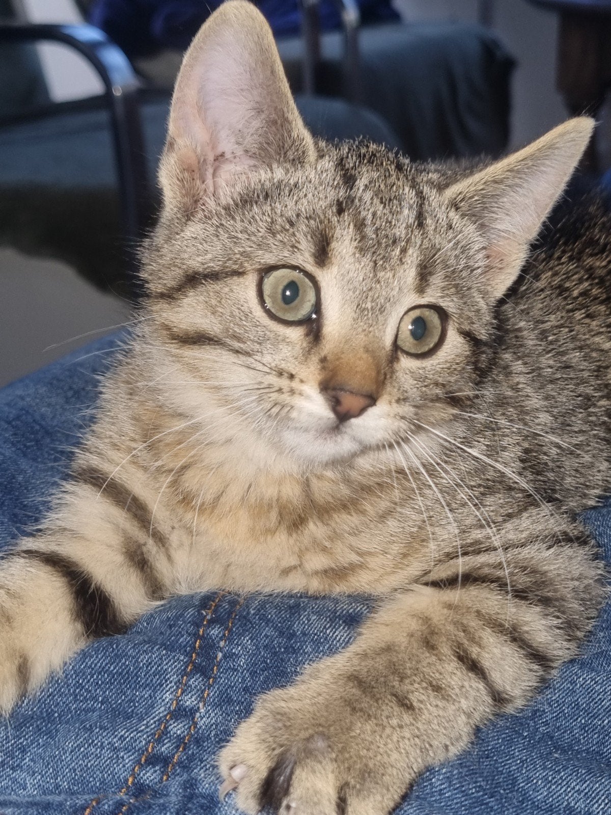 Nog 2 cyperse kittens op zoek naar goed tehuis, Dieren en Toebehoren, Meerdere dieren, Kortharig, 0 tot 2 jaar
