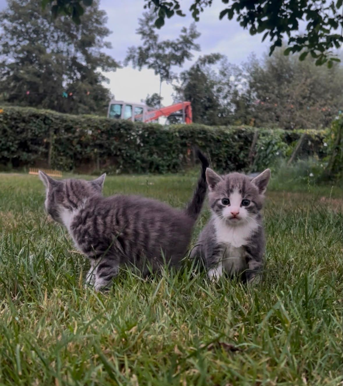 mooie kittens, Meerdere dieren, Kortharig, 0 tot 2 jaar
