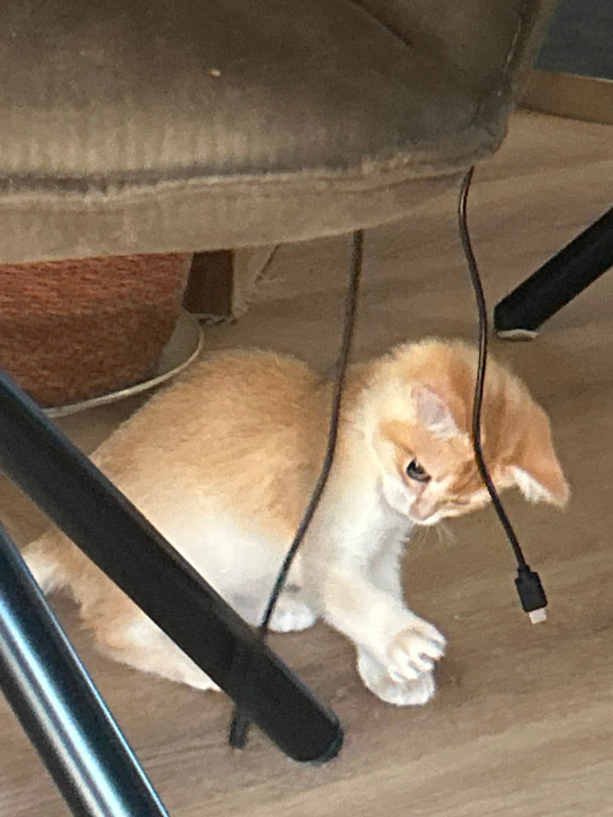Britse korthaar, Dieren en Toebehoren, Poes