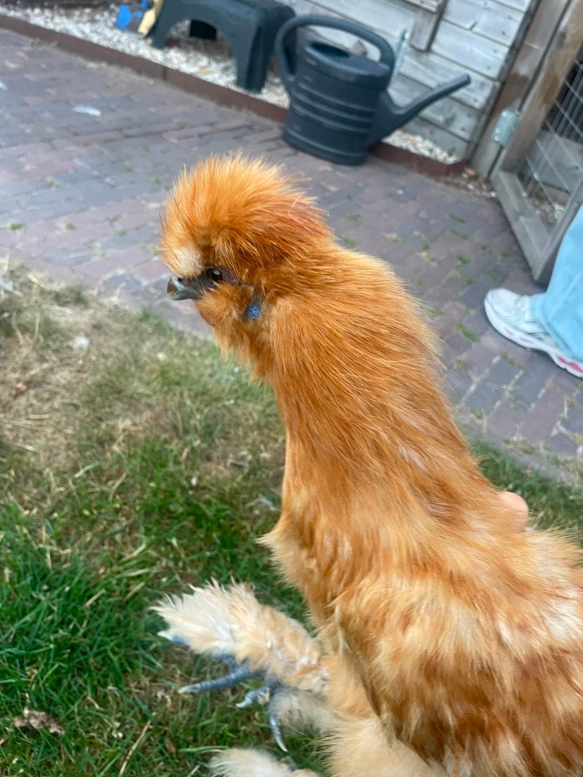 Gratis. Drie zijdehoenders, Dieren en Toebehoren, Pluimvee, Mannelijk, Kip