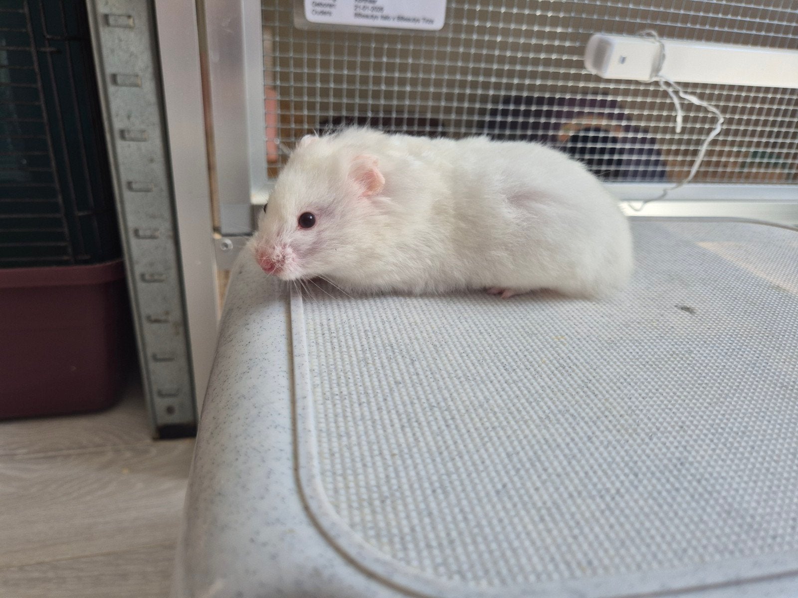 Syrische hamsters/Goudhamster baby's, Dieren en Toebehoren, Hamster, Februari, Meerdere dieren, Tam