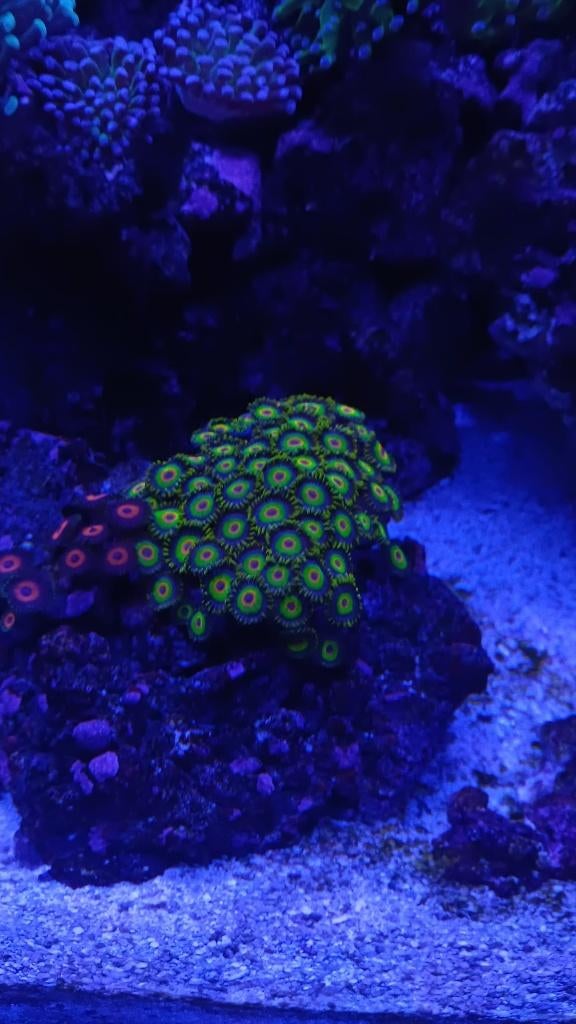 Rasta Zoa frags – mooie volle stukken – scherpe prijzen, Ophalen, Nieuw, Overige typen