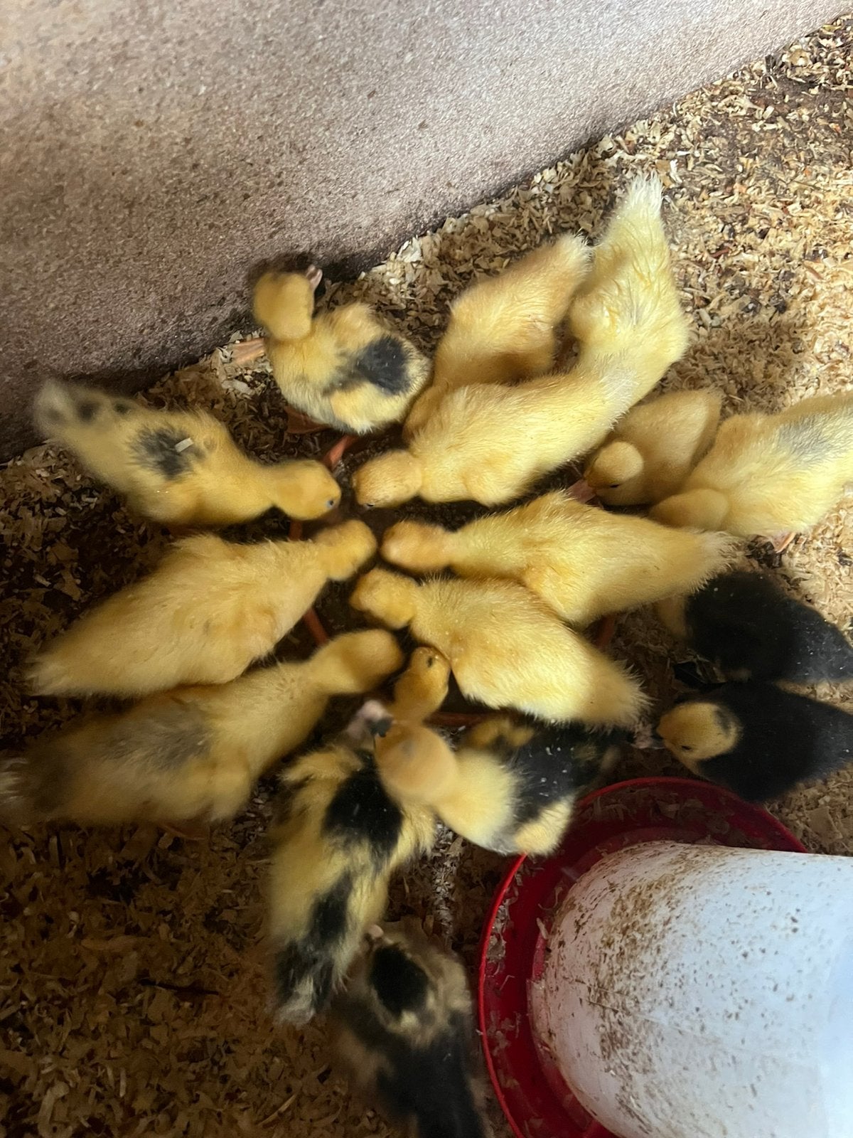 Jonge kwakers, Meerdere dieren, Eend