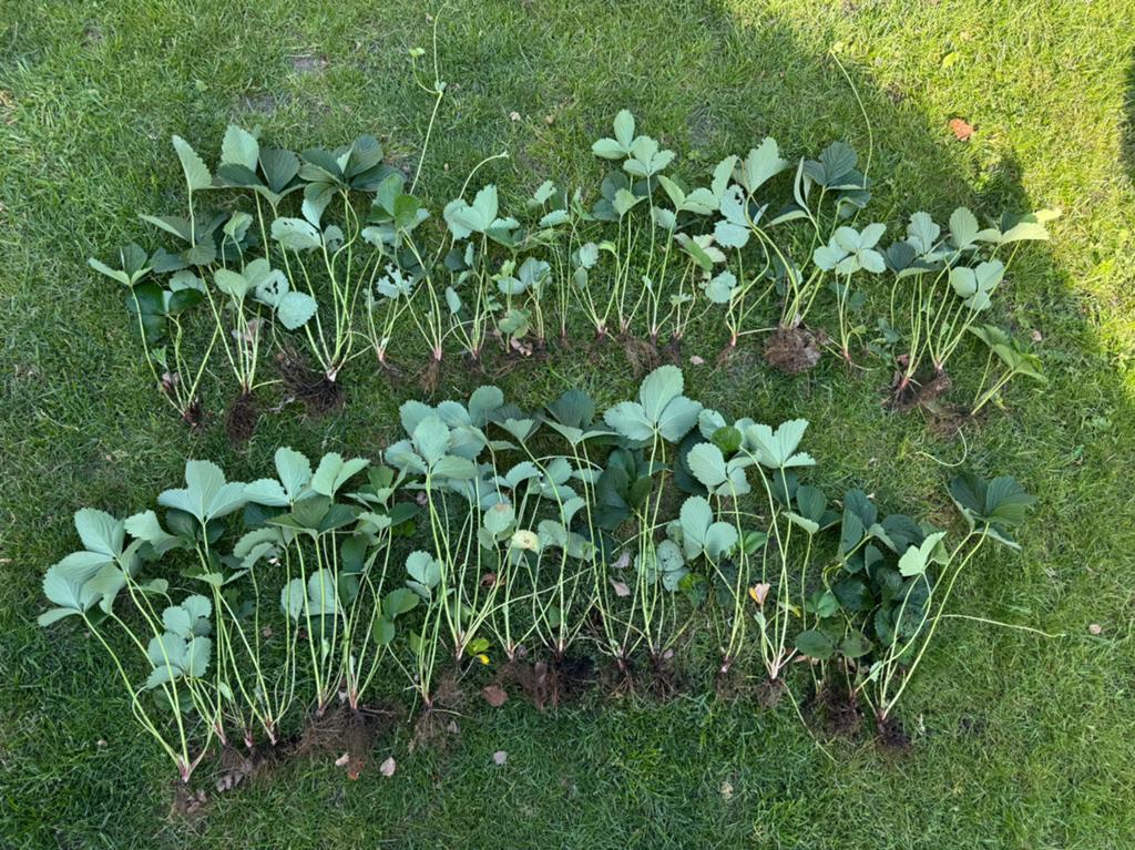 aardbeien stekken, planten, Ophalen, Vaste plant, Fruitplanten, Volle zon