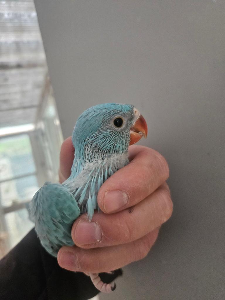 Jonge halsbandparkieten te reserveren diverse kleuren, Meerdere dieren, Parkiet, Geringd