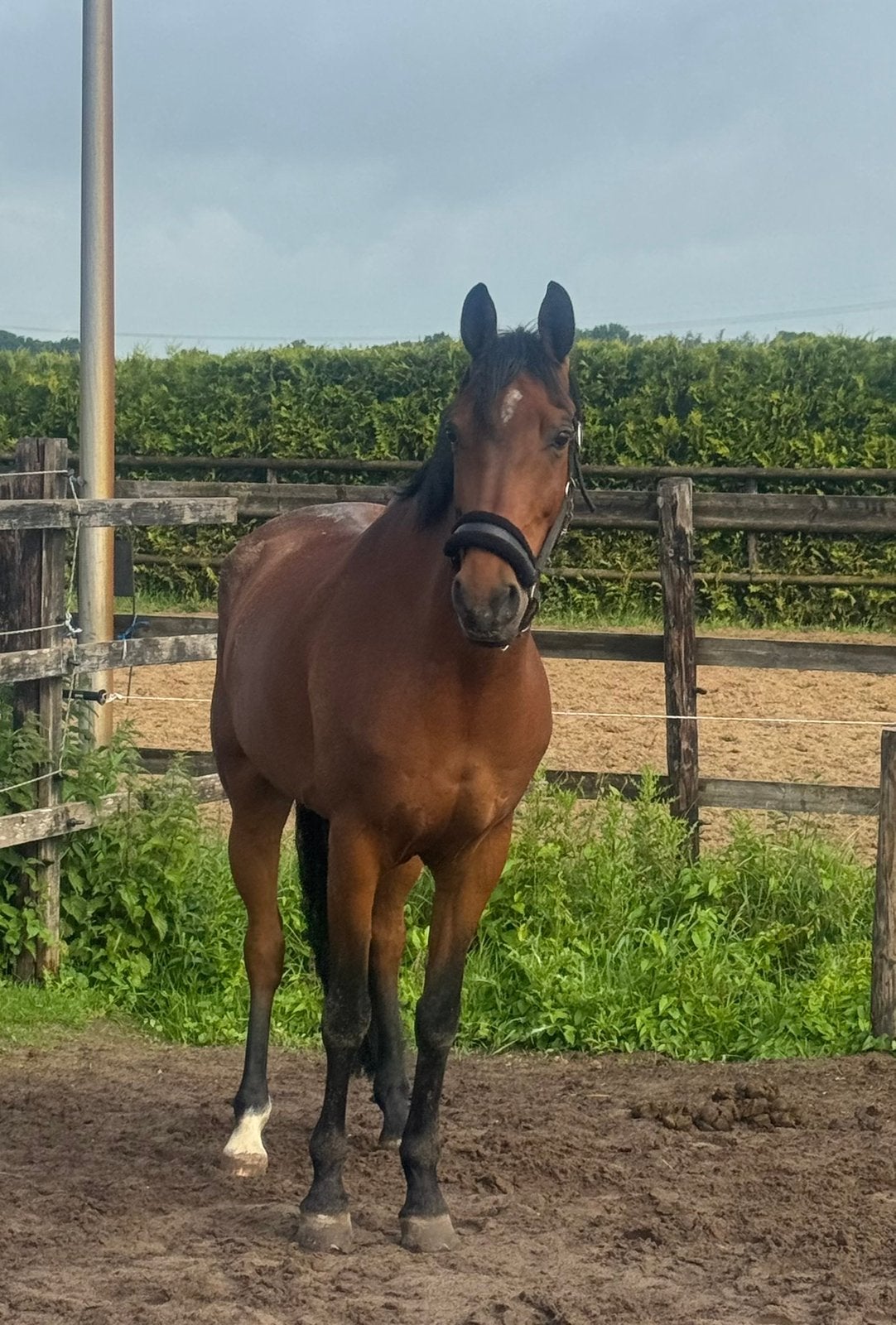 Leuke 10 jarige E pony, B, Ruin, Springpony, 7 tot 10 jaar