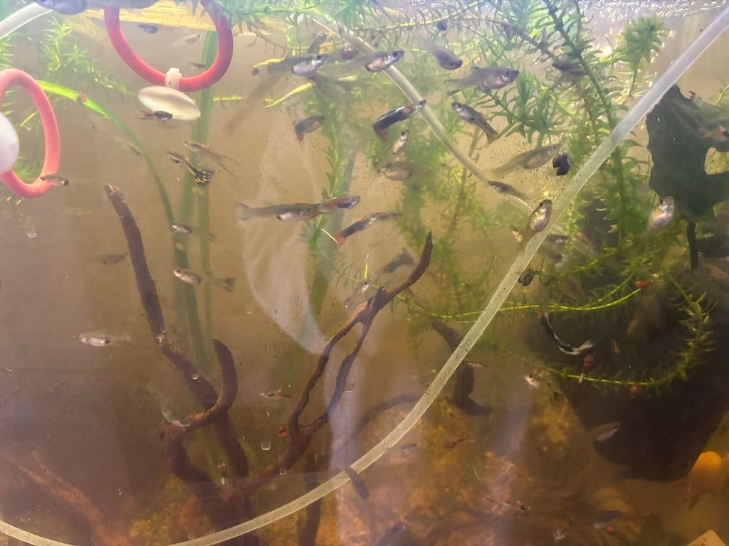 Guppies, Dieren en Toebehoren, Vissen | Aquariumvissen, Vis