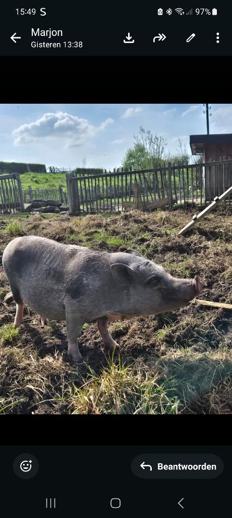Gottinger varkens, Dieren en Toebehoren, Vrouwelijk, Varken, 3 tot 5 jaar