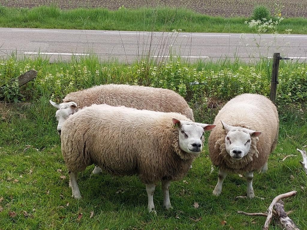 Texelaar rammen, Dieren en Toebehoren, Schapen, Geiten en Varkens, Mannelijk, Schaap