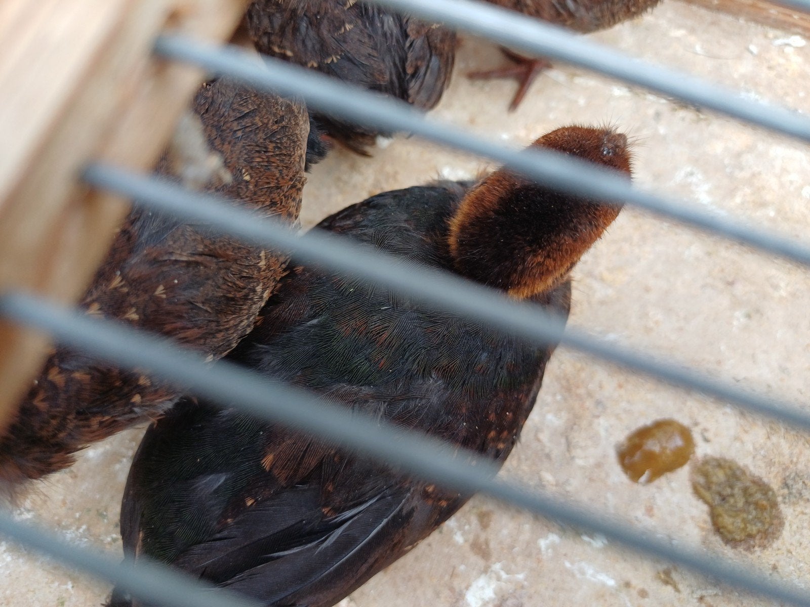 roulrouls  geringd 2026, Dieren en Toebehoren, Vogels | Overige Vogels, Geslacht onbekend, Geringd