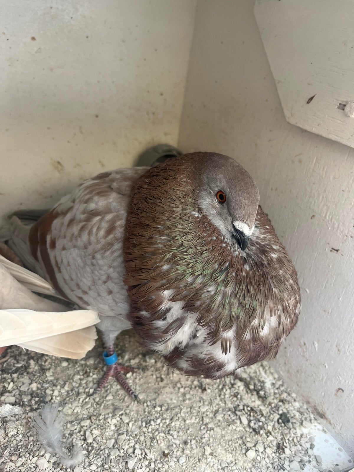 Gaditano doffer, Dieren en Toebehoren, Mannelijk